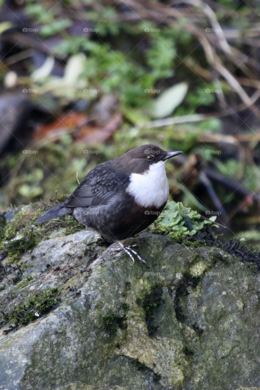 Dipper