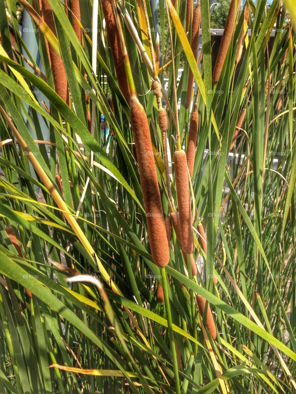 A wet habitat . Cattails in a pond