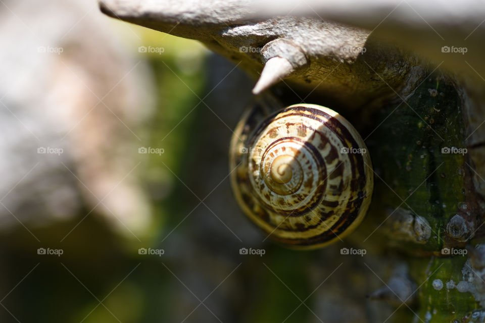 snail 