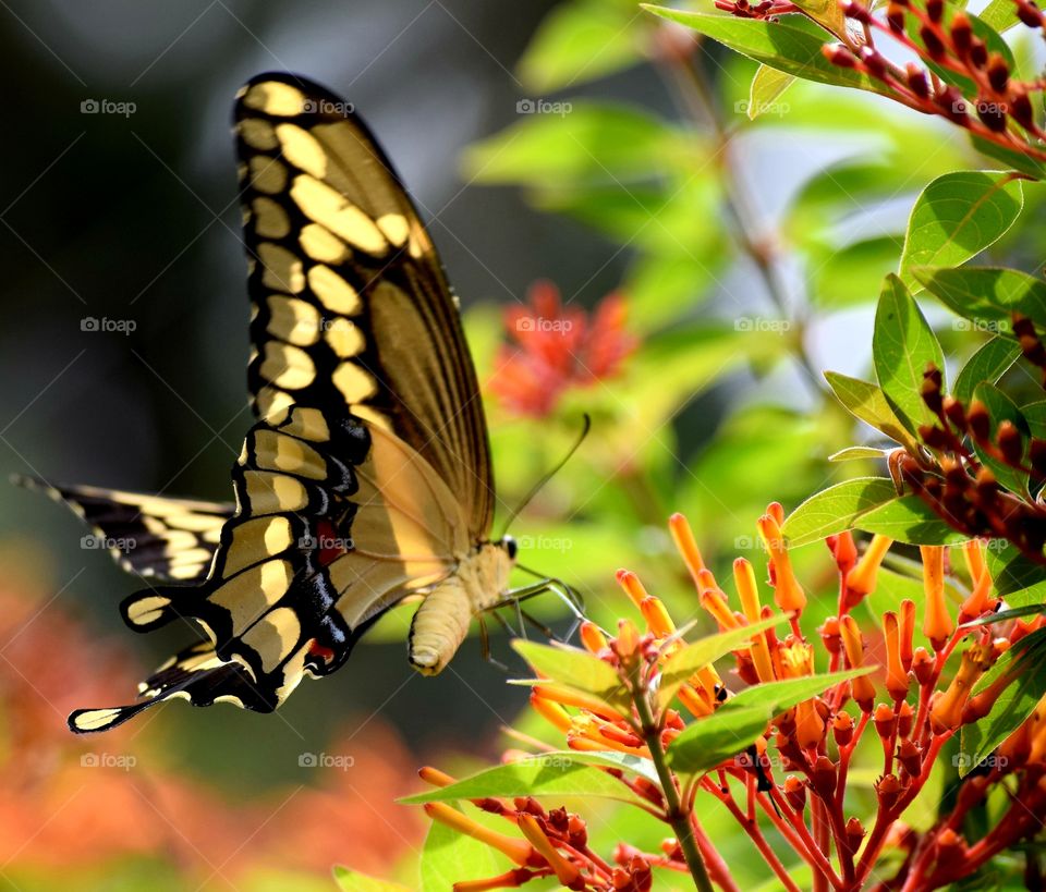 Butterfly on a firebush