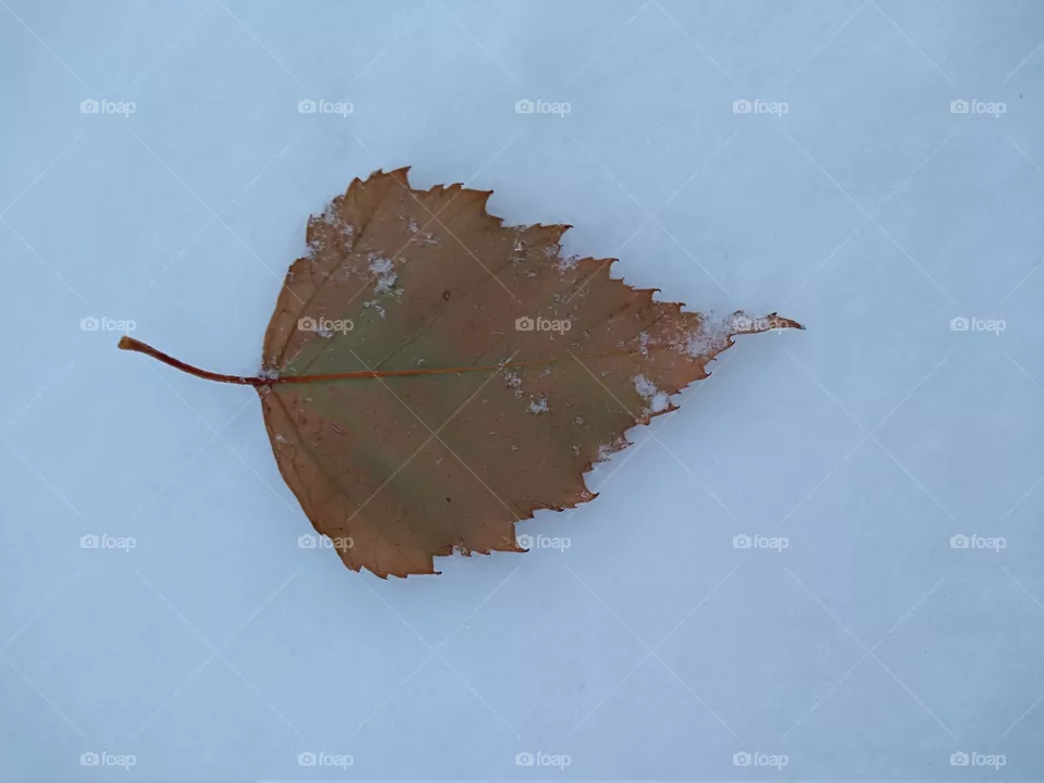 dead leaf
