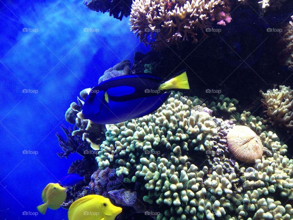 people travel water fish by itsAus