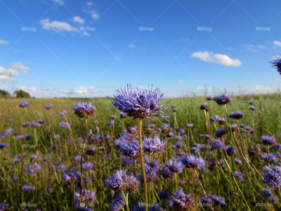 Summer flowers