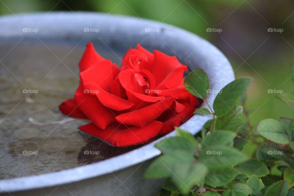 Red rose in water bowl in garden 