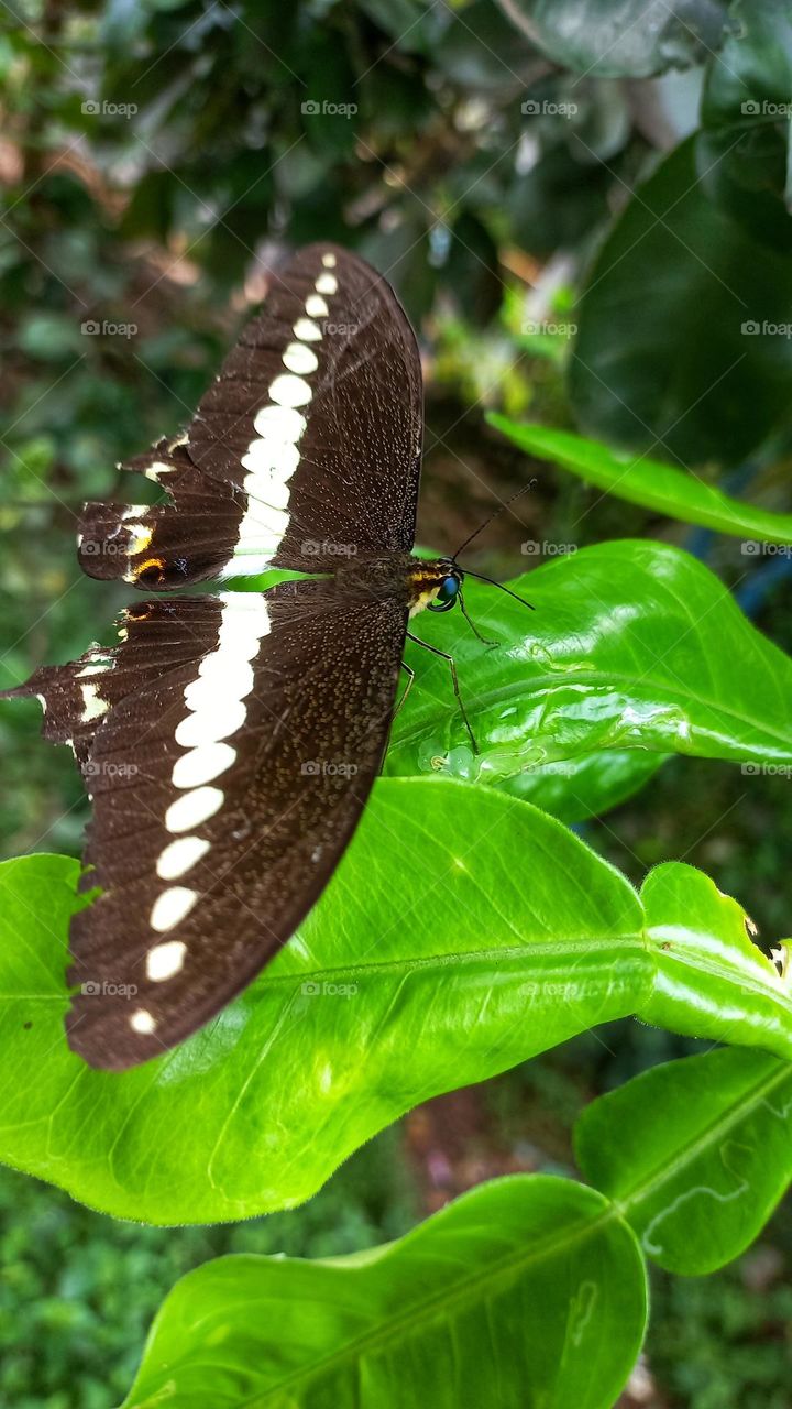 A beautiful butterfly sitting on an orange leaf