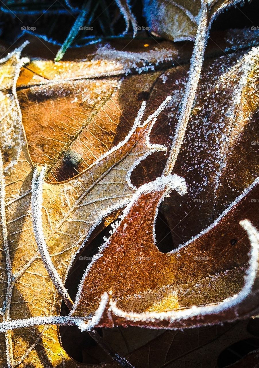 Ice frost leaves