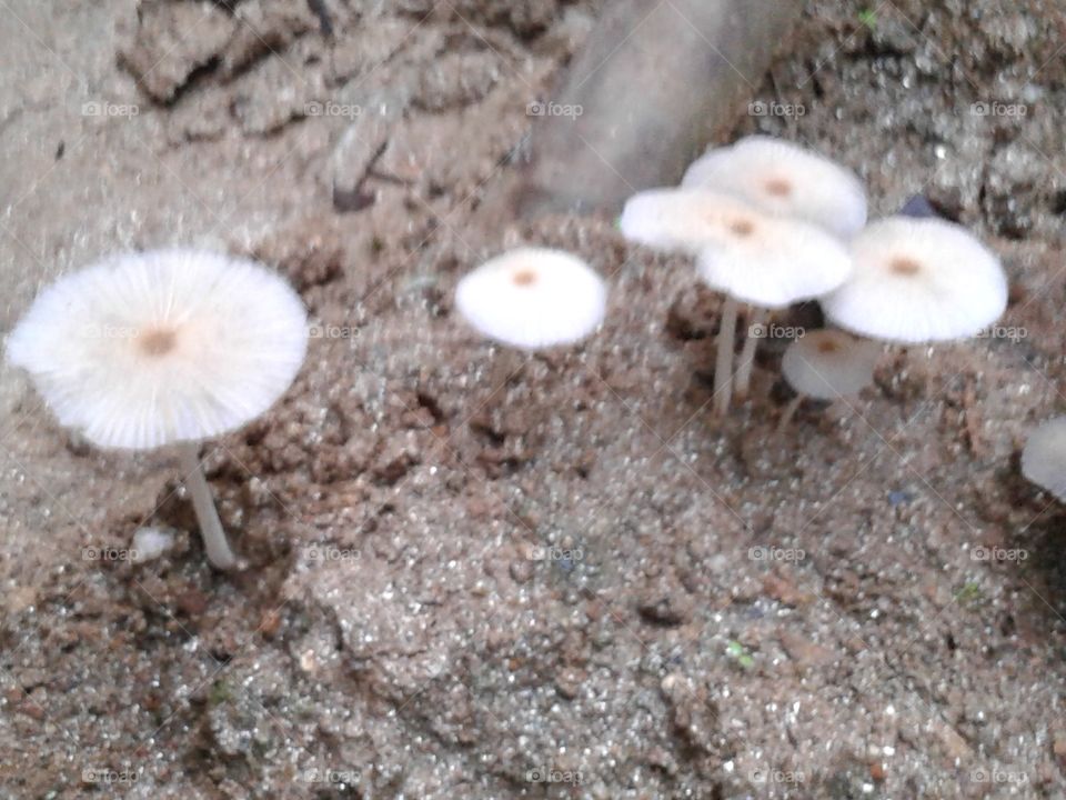 Mushroom species