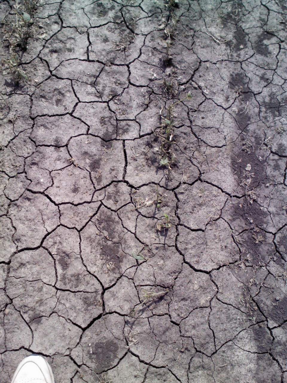 dry field