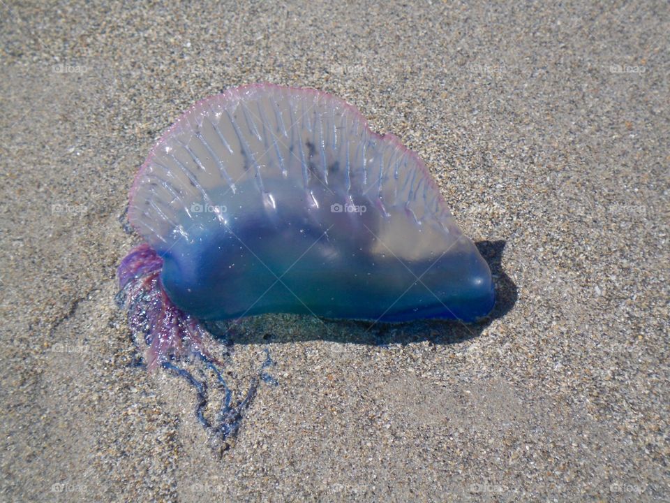 Man of war jellyfish 