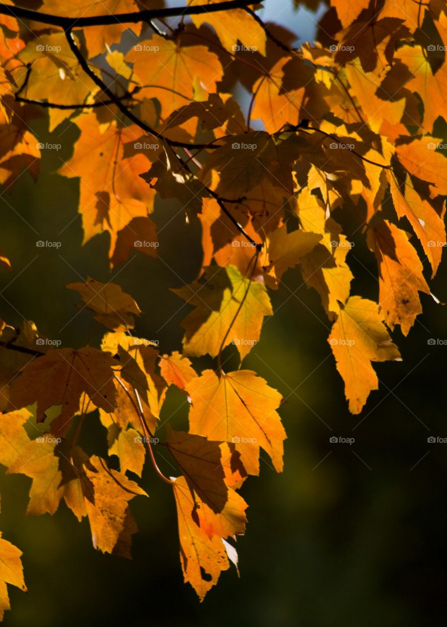 Backlit fall foliage