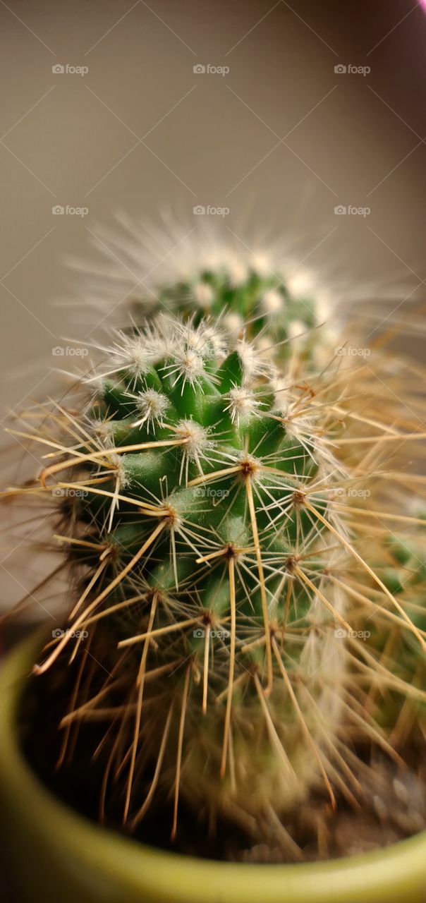 Cactus