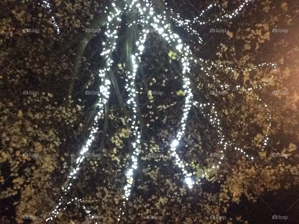 Tree Lights 