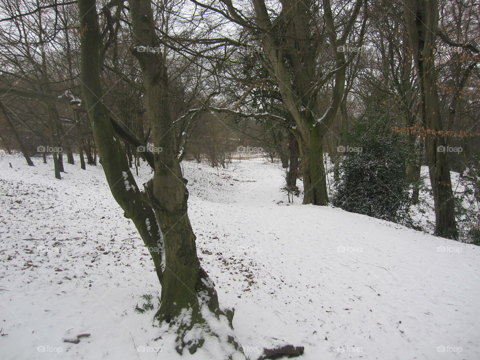 Woodland Snow