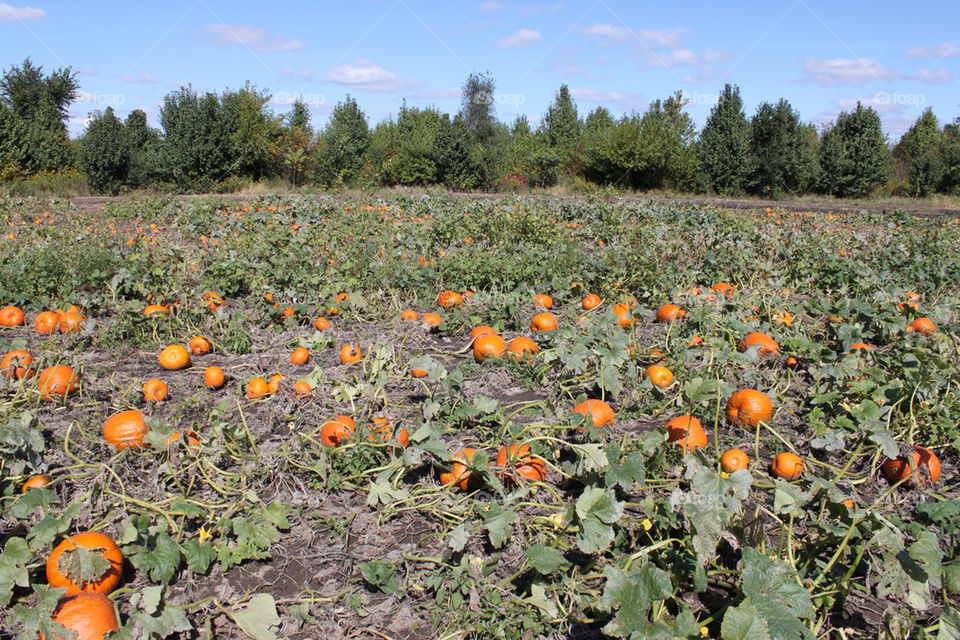 Pumpkin picking