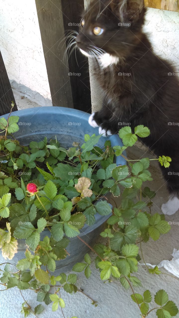Kitten meets strawberry