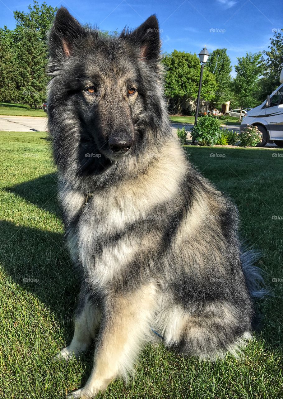 Keeshond sitting on grass at park