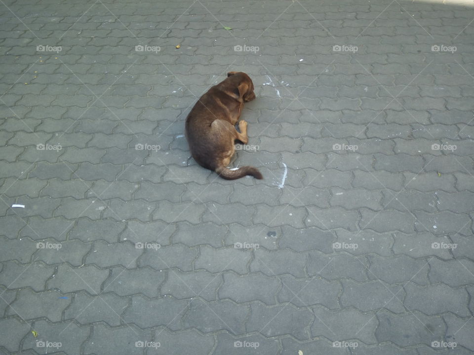Homeless dog.