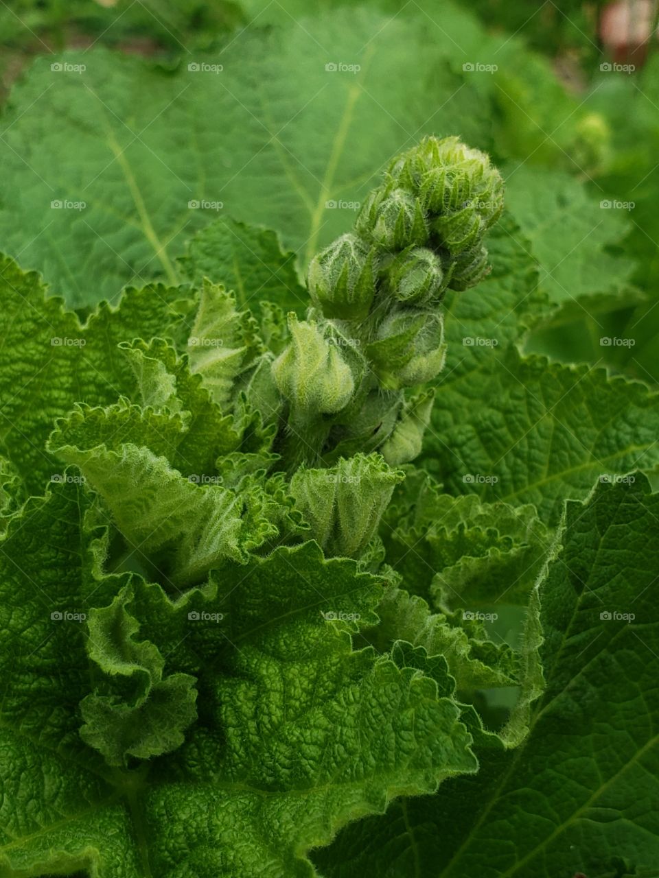 Leaf, Flora, Vegetable, Food, Nature