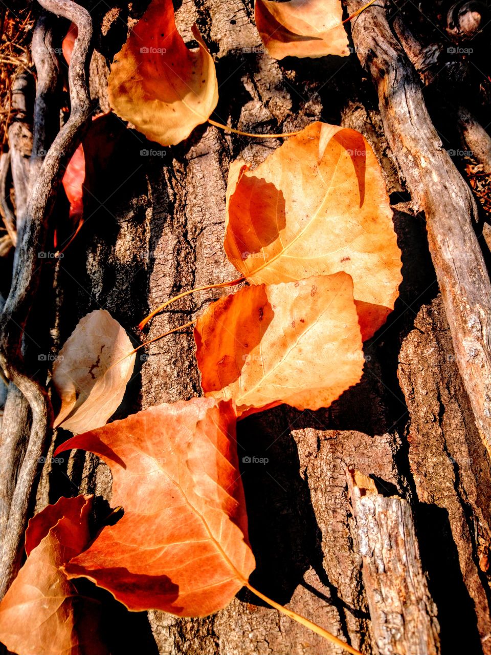 Autumn leaves