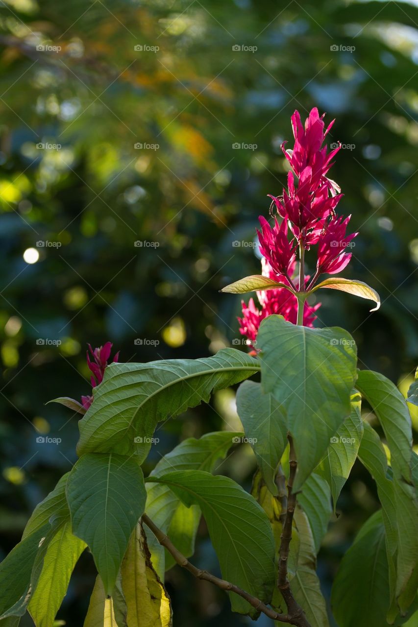 Flowers