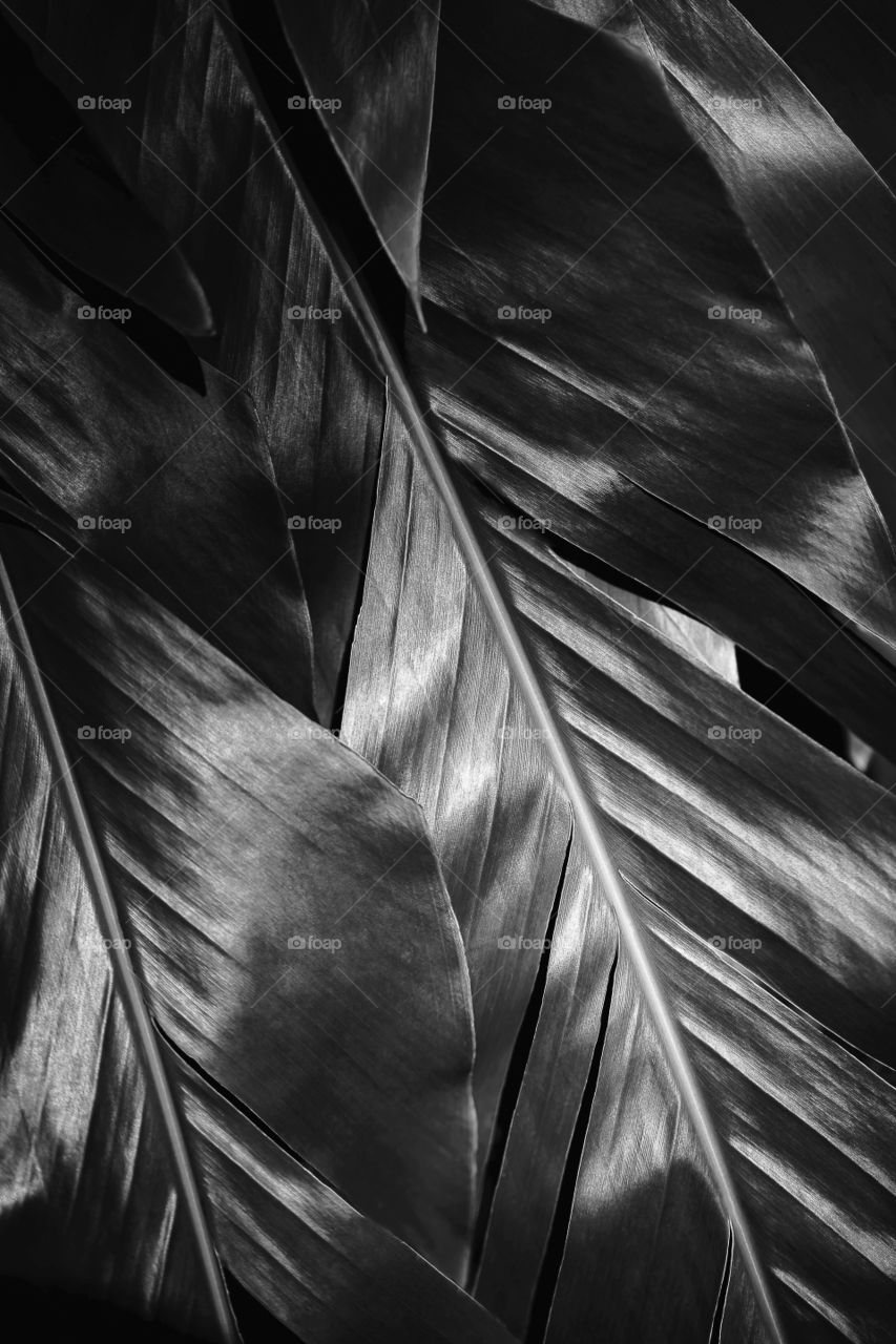 Black and white picture of plant leaves, natural monochrome background 