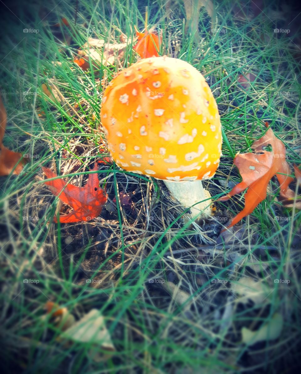 mushroom and fall colors