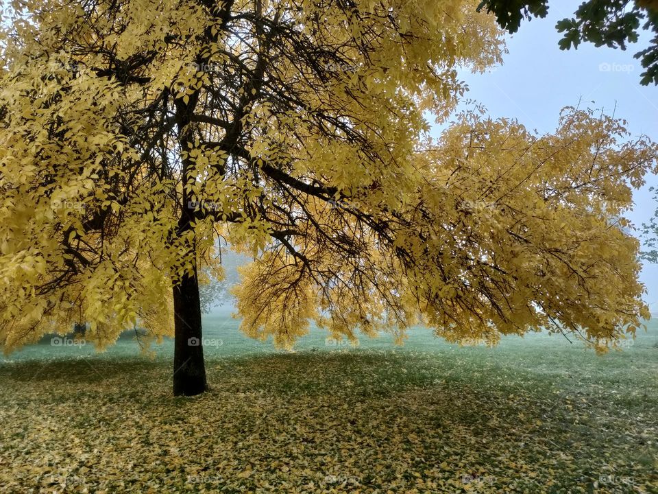 Fall is here - Yellow tree