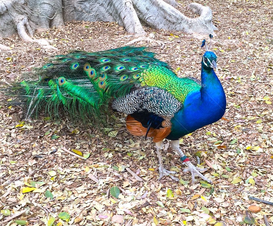 peacock 