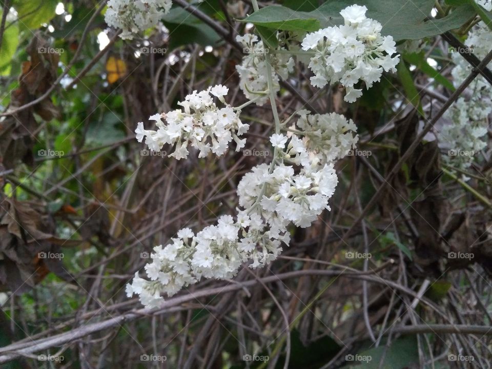 A beautiful white flowers in the forest.