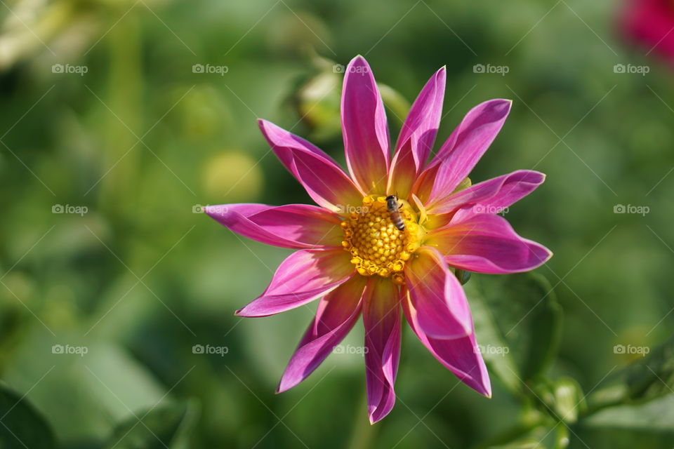 The flowers with pink petals around the stamens are like a sunflower blooming in a green background.