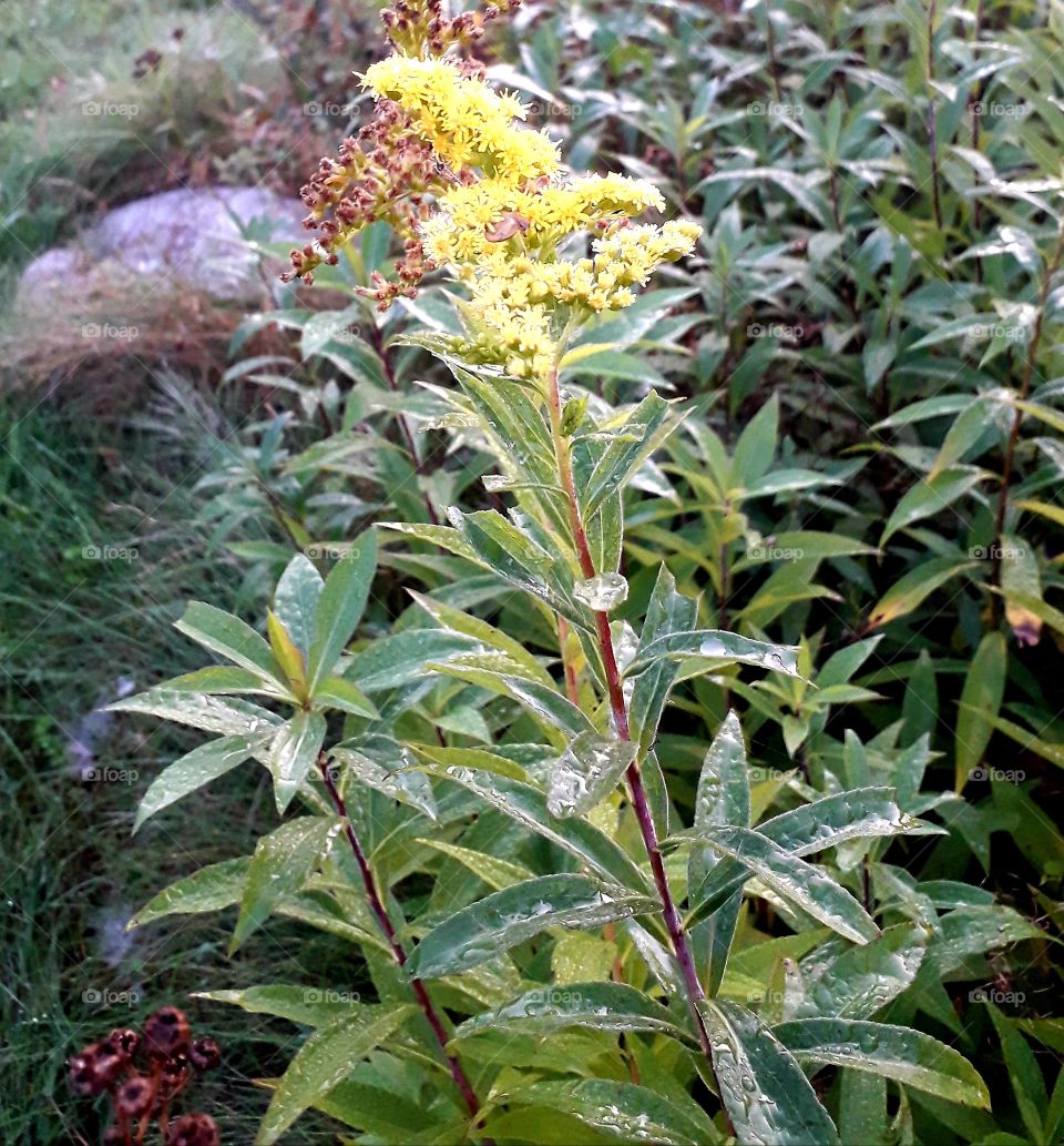 goldenrod  flower in dew at sunrise  in the meadow