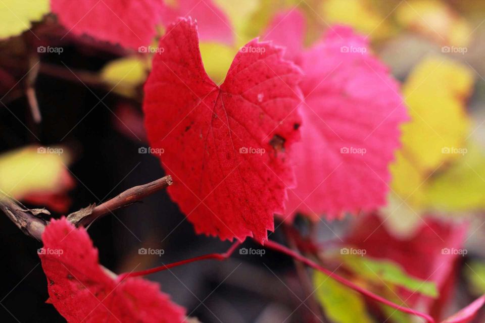 Leaf, Nature, Fall, No Person, Flora