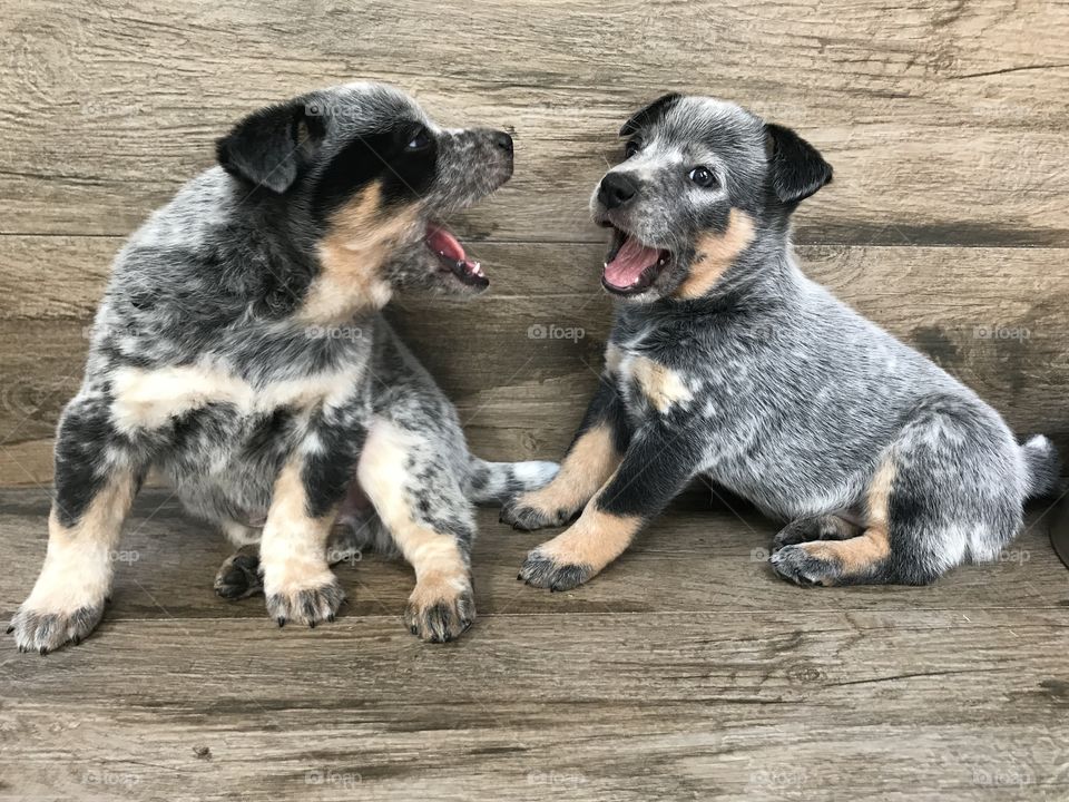 Heeler Puppies! - Brazil