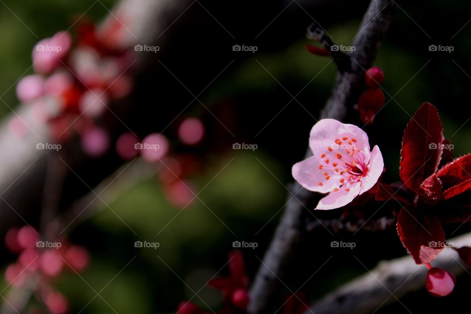 Pink spring flower