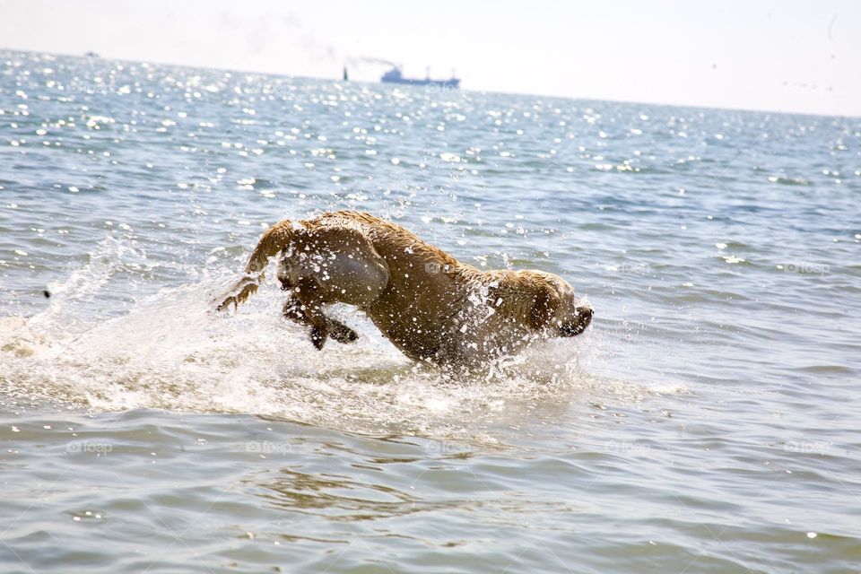 Собака резвится в море 