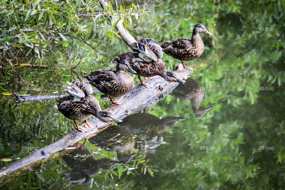 Four ducks on a log