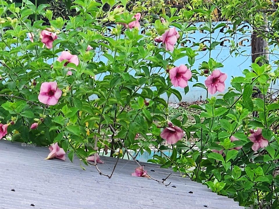 bunch of flowers on a roof