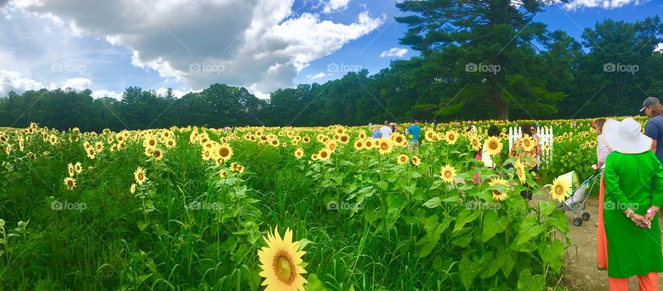Rows and rows of sunflowers on a sunny afternoon 