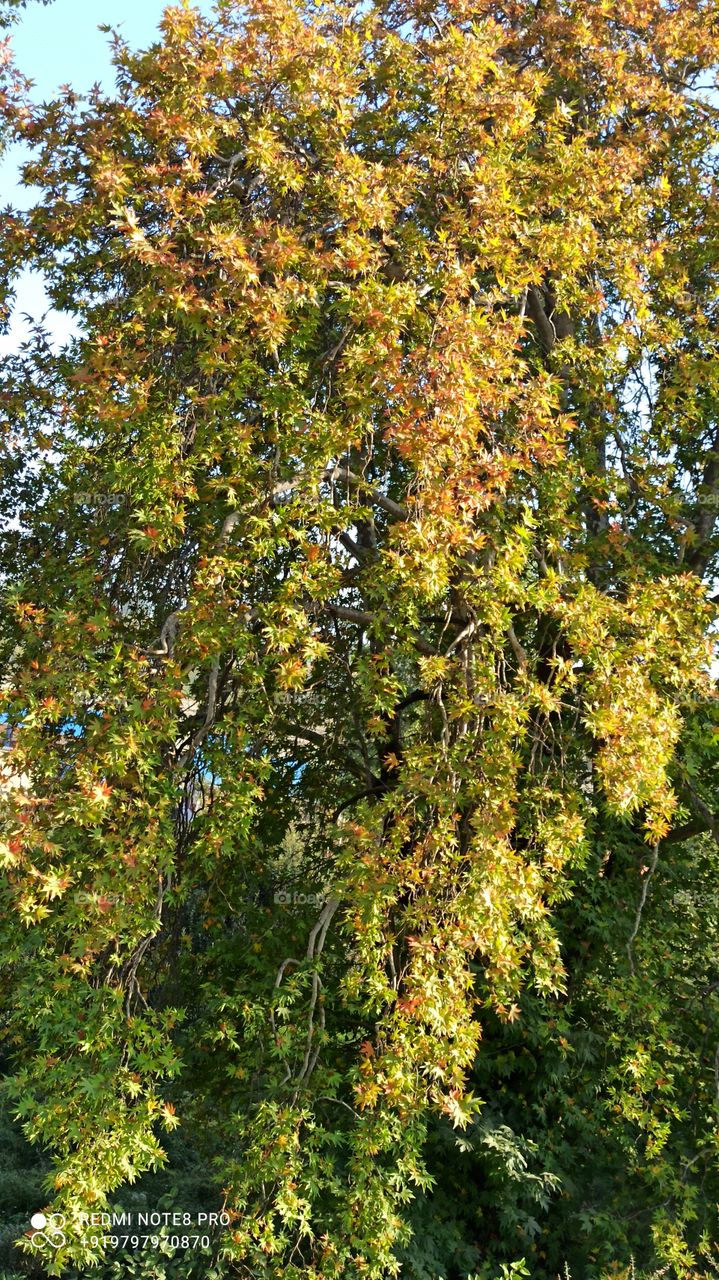 A beautiful  View of Chinar tree  in Autumn season in Valley ; Kashmir  J& K( Shopian)  in Pir Pangal Range -  on Mughal Road  on Shopian side.....