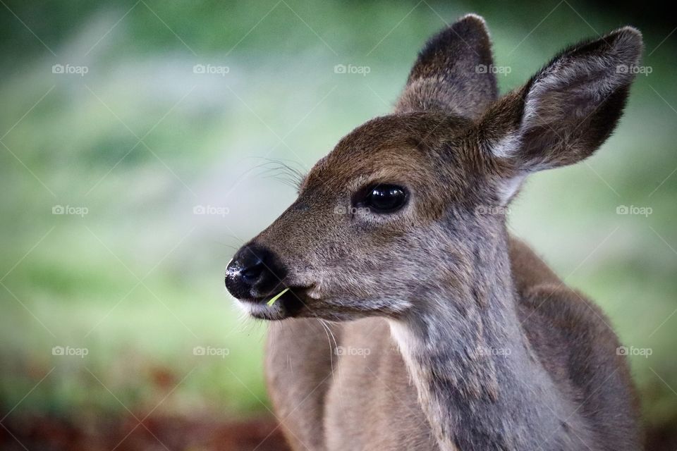 A young doe nibbles on fresh greens at Point Defiance Park in Tacoma, Washington