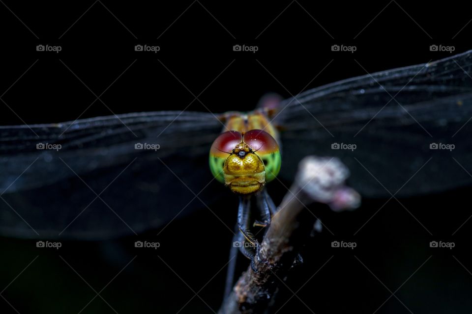 the colorful eyes of the dragonfly