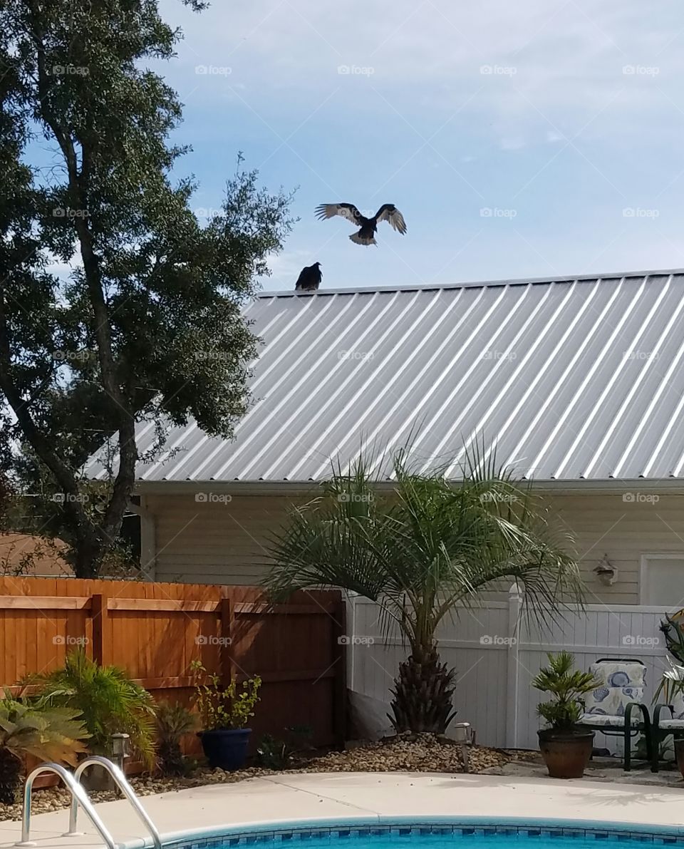 Birds on the roof