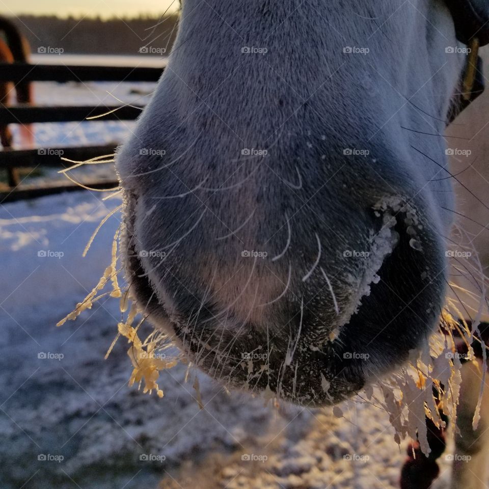 Mammal, Animal, Nature, Winter, Wildlife