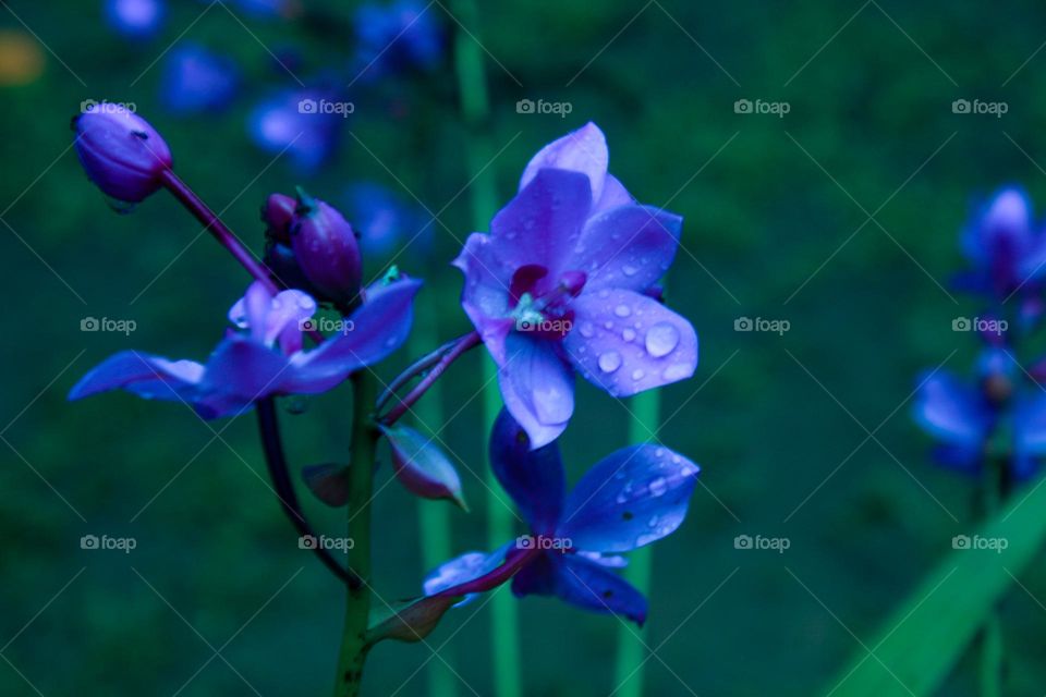 Purple Flowers in Spring