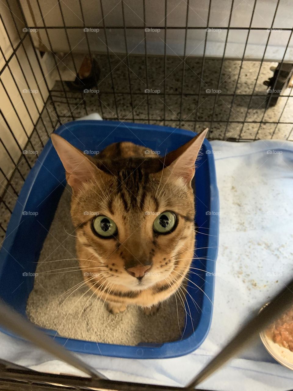 Shelter Bengal cat 