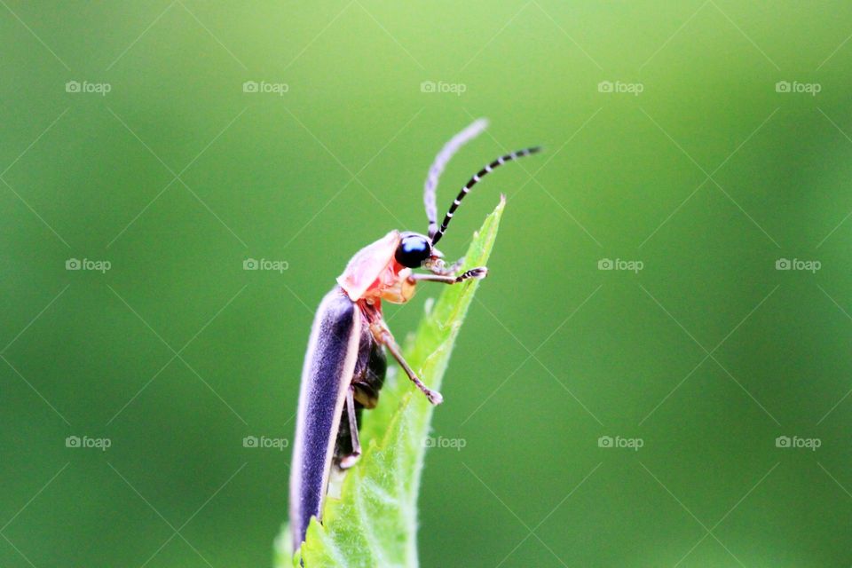 lightening bug