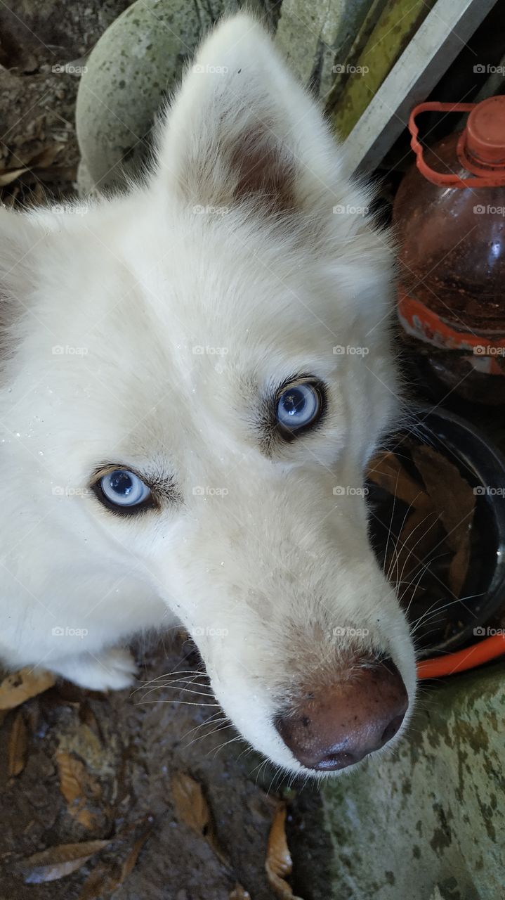 Olhar de um husky siberiano