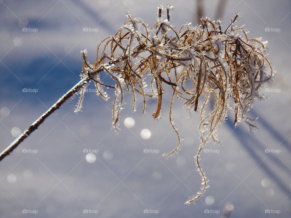 Branch in hoarfrost in winter