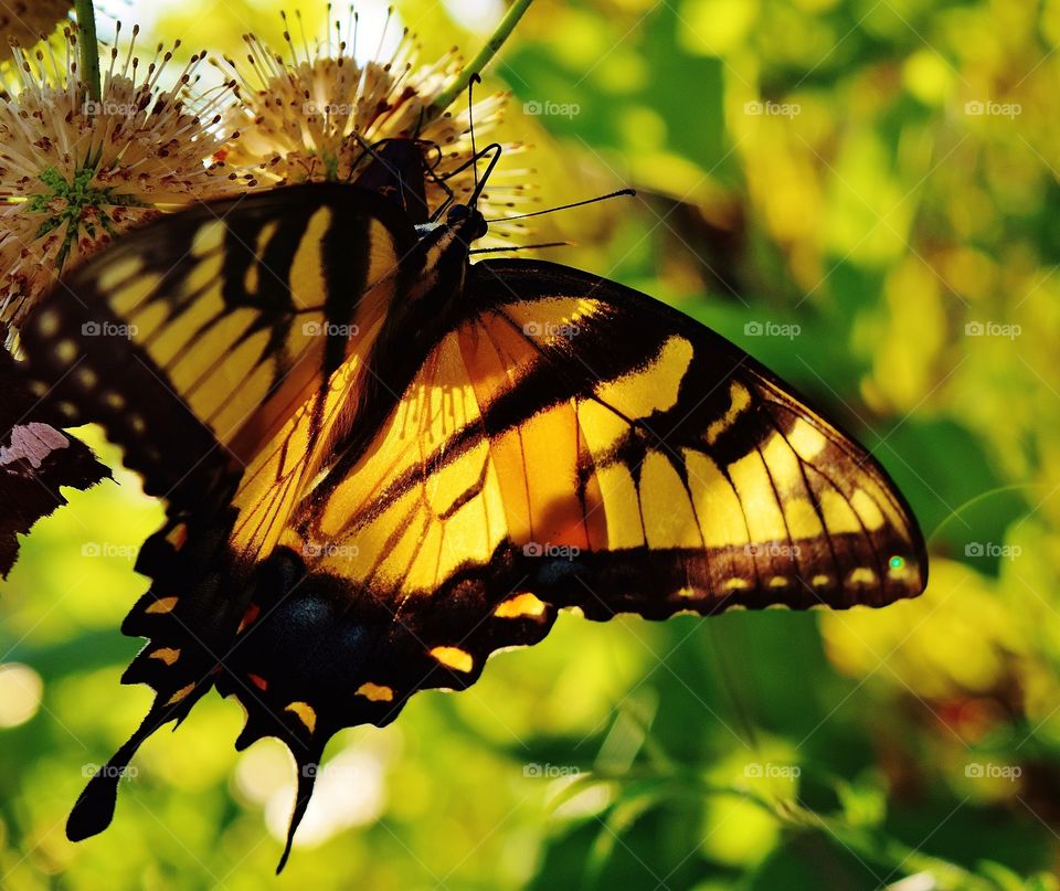 Yellow butterfly