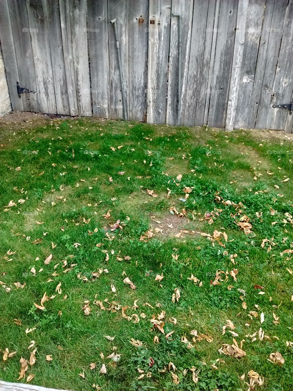 fence and fall leaves